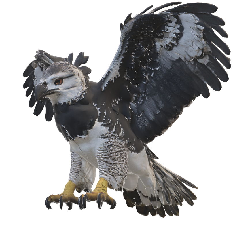 Águila harpía
